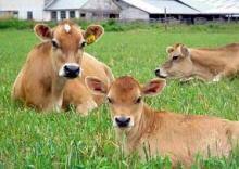 Farm Insurance