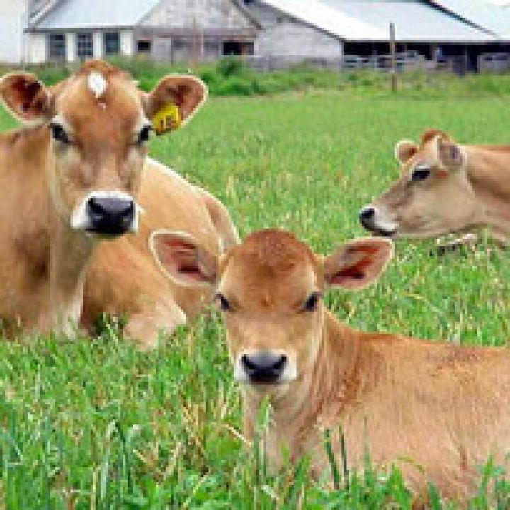 Farm Insurance